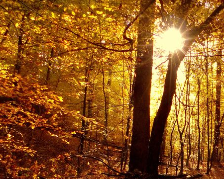 Herbstbild im Wald
